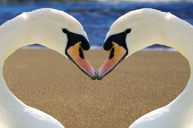 swan 2326666 640