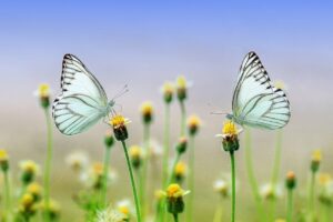 ¿Cómo conquistar a los signos de Aire? 8 signos de aire