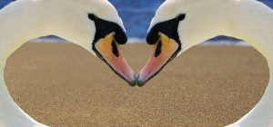 swan-2326666_640